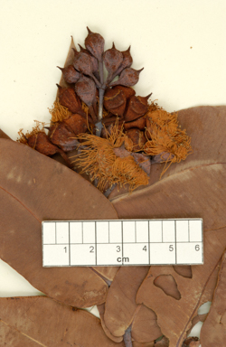 APII jpeg image of Corymbia chartacea  © contact APII