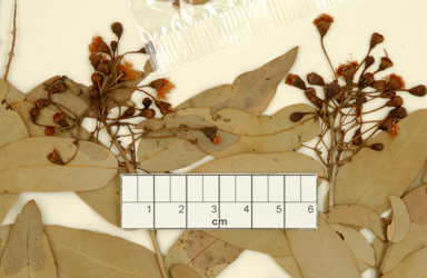 APII jpeg image of Corymbia chillagoensis  © contact APII
