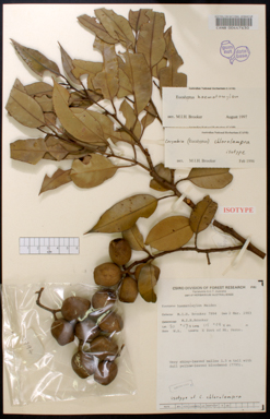 APII jpeg image of Corymbia haematoxylon  © contact APII