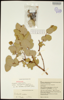 APII jpeg image of Corymbia deserticola subsp. mesogeotica  © contact APII