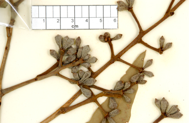 APII jpeg image of Corymbia ferruginea subsp. stypophylla  © contact APII