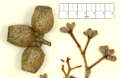 APII jpeg image of Corymbia ferruginea subsp. stypophylla  © contact APII