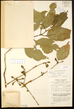 APII jpeg image of Corymbia grandifolia subsp. longa  © contact APII