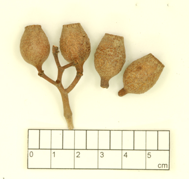 APII jpeg image of Corymbia opacula  © contact APII