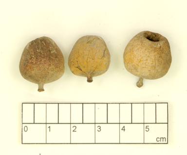APII jpeg image of Corymbia papillosa subsp. globifera  © contact APII
