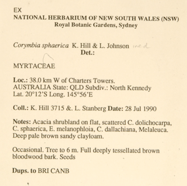 APII jpeg image of Corymbia setosa subsp. pedicellaris  © contact APII