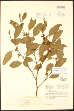 APII jpeg image of Melaleuca ericifolia  © contact APII