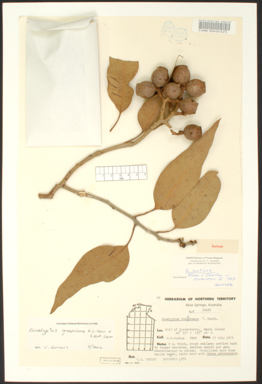 APII jpeg image of Corymbia curtipes  © contact APII