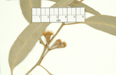 APII jpeg image of Eucalyptus sp. Dorsiventralis (K.D.Hill 2783 & L.Stanberg)  © contact APII