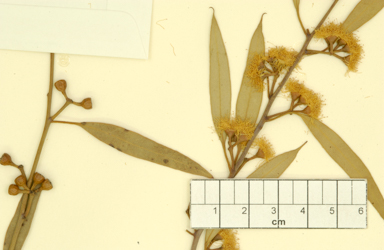 APII jpeg image of Eucalyptus leptophylla var. floribunda  © contact APII
