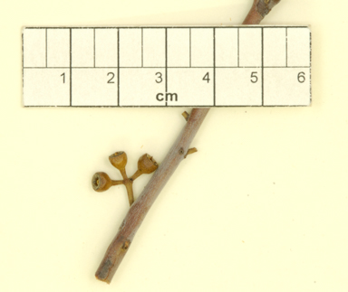 APII jpeg image of Eucalyptus leptophylla var. floribunda  © contact APII
