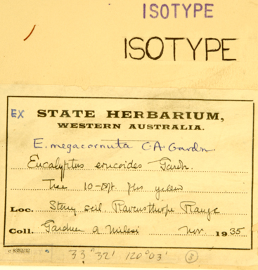 APII jpeg image of Eucalyptus megacornuta  © contact APII