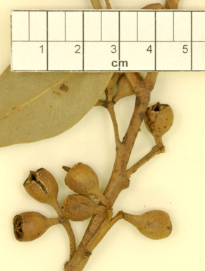 APII jpeg image of Eucalyptus robusta  © contact APII