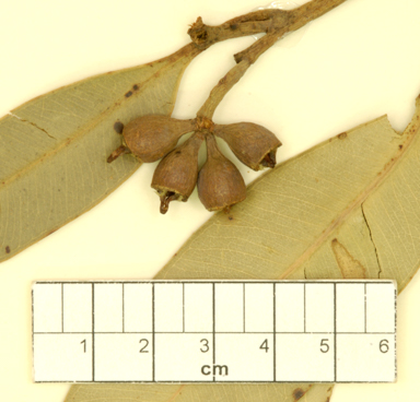 APII jpeg image of Eucalyptus robusta  © contact APII
