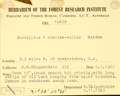 APII jpeg image of Eucalyptus obtusiflora subsp. cowcowensis  © contact APII