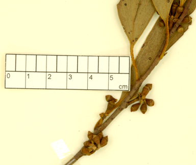 APII jpeg image of Eucalyptus pauciflora  © contact APII
