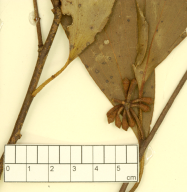 APII jpeg image of Eucalyptus pauciflora subsp.  © contact APII