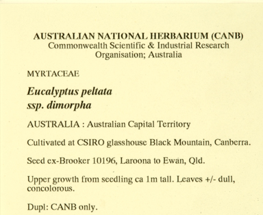APII jpeg image of Eucalyptus peltata subsp. dimorpha  © contact APII
