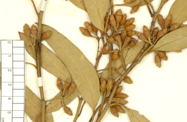 APII jpeg image of Eucalyptus brachycalyx  © contact APII