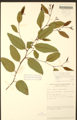 APII jpeg image of Eucalyptus pluricaulis subsp. porphyrea  © contact APII