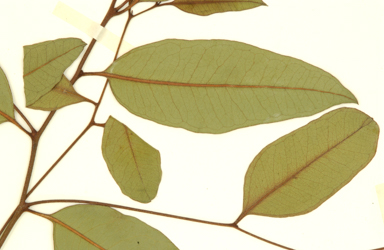 APII jpeg image of Eucalyptus pluricaulis subsp. porphyrea  © contact APII