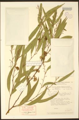 APII jpeg image of Eucalyptus willisii subsp. falciformis  © contact APII