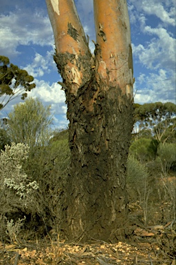 APII jpeg image of Eucalyptus lesouefii  © contact APII