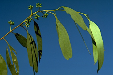 APII jpeg image of Eucalyptus loxophleba  © contact APII