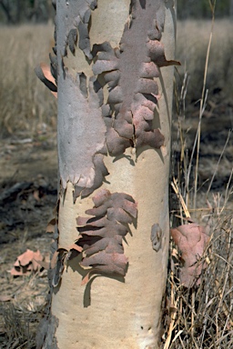 APII jpeg image of Eucalyptus Ghost Gum  © contact APII