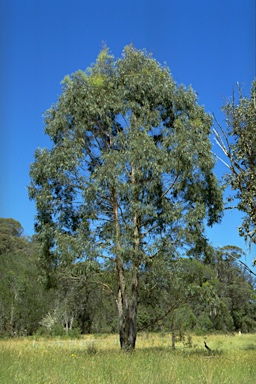 APII jpeg image of Eucalyptus acaciiformis  © contact APII