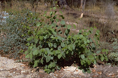 APII jpeg image of Eucalyptus amplifolia  © contact APII