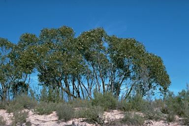 APII jpeg image of Eucalyptus arenacea  © contact APII