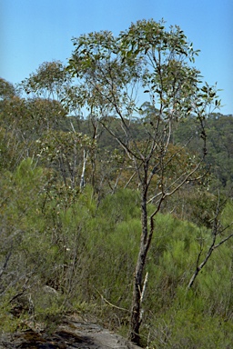 APII jpeg image of Eucalyptus bensonii  © contact APII