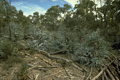 APII jpeg image of Eucalyptus dives  © contact APII