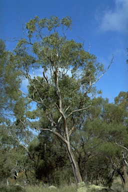 APII jpeg image of Eucalyptus dwyeri  © contact APII