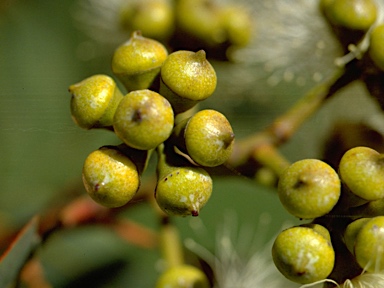 APII jpeg image of Corymbia eximia  © contact APII