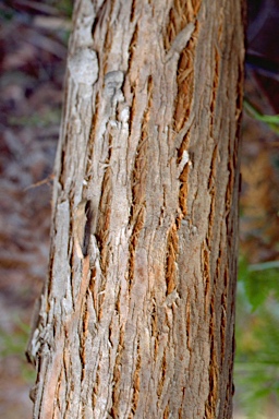 APII jpeg image of Eucalyptus ignorabilis  © contact APII