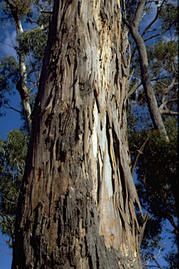 APII jpeg image of Eucalyptus globulus subsp. pseudoglobulus  © contact APII