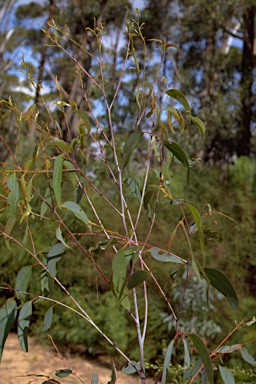 APII jpeg image of Eucalyptus sieberi  © contact APII