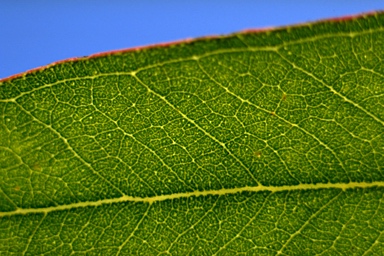 APII jpeg image of Eucalyptus umbra  © contact APII