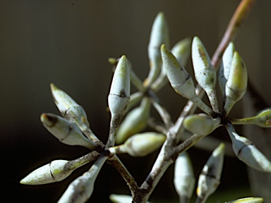 APII jpeg image of Eucalyptus blakelyi  © contact APII