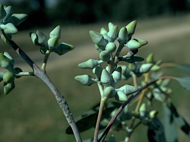 APII jpeg image of Eucalyptus blakelyi x tereticornis  © contact APII