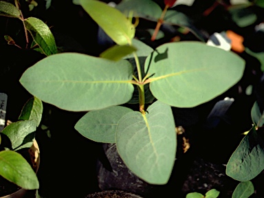 APII jpeg image of Eucalyptus pauciflora subsp. pauciflora  © contact APII