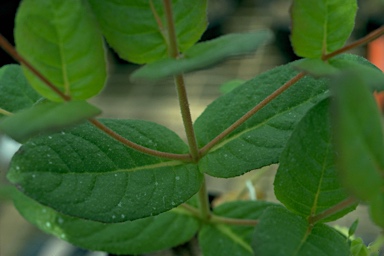 APII jpeg image of Eucalyptus serraensis  © contact APII