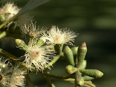 APII jpeg image of Eucalyptus albopurpurea  © contact APII