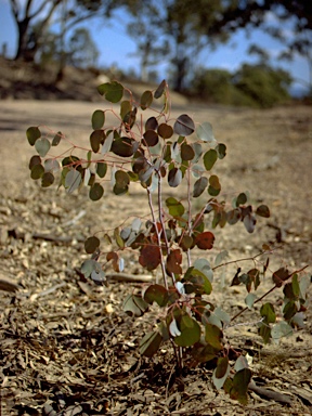 APII jpeg image of Eucalyptus dawsonii  © contact APII