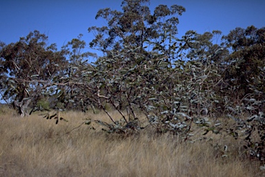 APII jpeg image of Eucalyptus pulverulenta  © contact APII