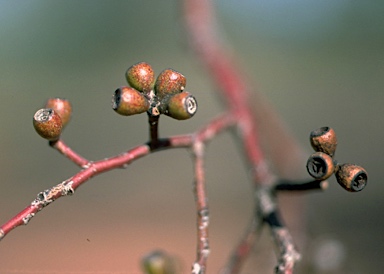 APII jpeg image of Eucalyptus microcarpa  © contact APII