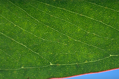 APII jpeg image of Eucalyptus agglomerata  © contact APII