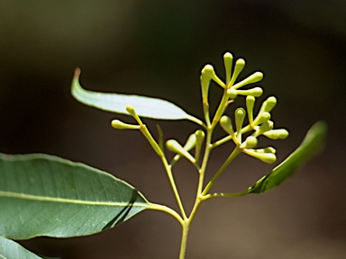 APII jpeg image of Eucalyptus microcorys  © contact APII